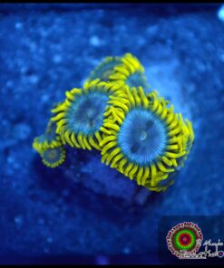 Zoas