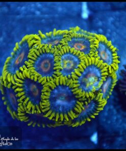 Mango zoas
