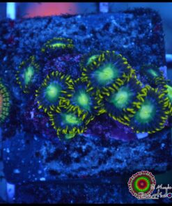 Zoas