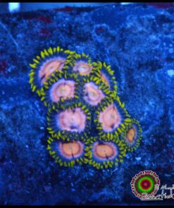 Zoas ultra