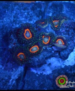 Jawbraker zoas