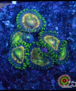 Zoas