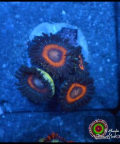 Zoas