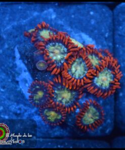 Zoas