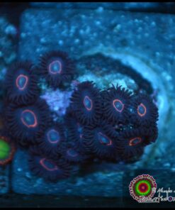 Red ring zoas