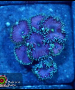 Purple death