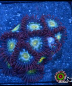 Zoas