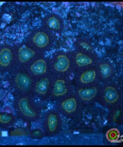 Zoas