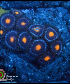 Blue ring zoas