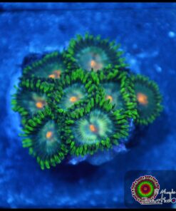 Zoas