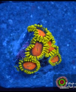 Bob esponja zoas