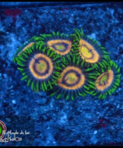 Lasser lemon zoas
