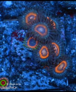 Zoas