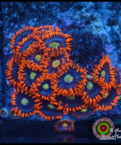 Flaming sunn zoas