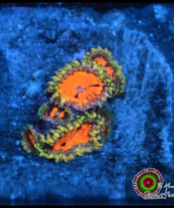 Flaming brohican zoas
