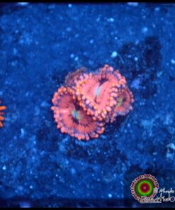 Pink palys