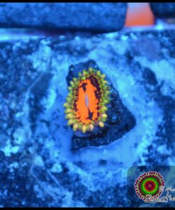 Flaming brohican zoa
