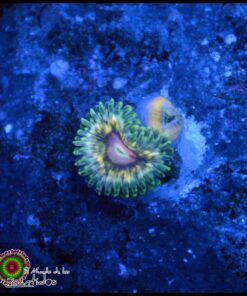 Ultra zoa