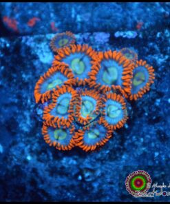 Sunny moon zoas
