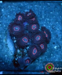 Red ring zoas