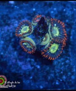 Zoas