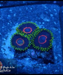 PHE red ring zoa