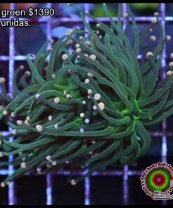 Torch indo green 2 cabezas unidas.