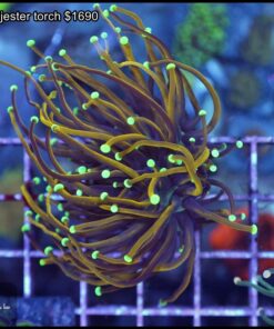 Neon tip jester torch