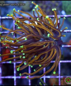 Neon tip jester torch