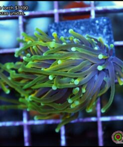 Hellfire torch 2 cabezas unidas