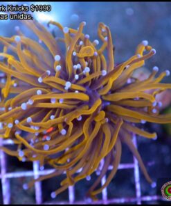 New York knicks 2 cabezas unidas