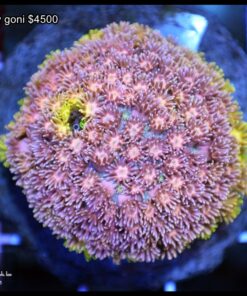 Rainbow goniopora colonia