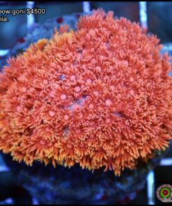 Rainbow goniopora colonia