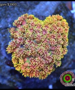 Rainbow goniopora colonia