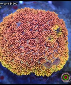 Rainbow goniopora colonia