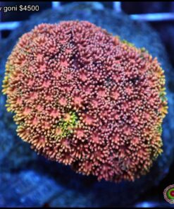 Rainbow goniopora colonia