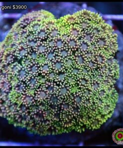 Rainbow goniopora colonia