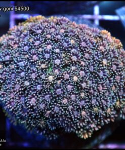 Rainbow goniopora colonia