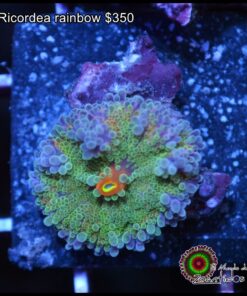 Ricordea rainbow