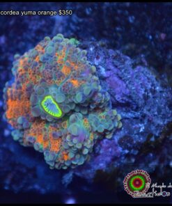 Ricordea yuma orange
