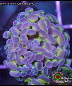 Hammer branch purple tips