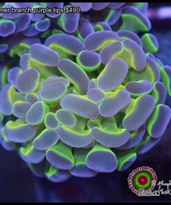 Hammer branch purple tips