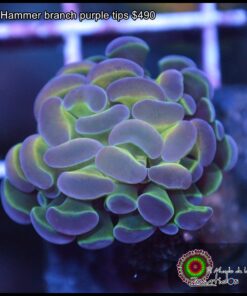 Hammer branch purple tips