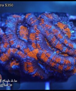 Acan ultra
