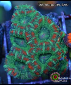 Micromusa ultra