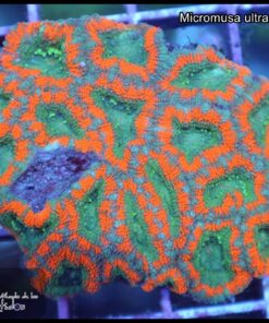 Micromusa ultra