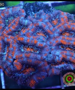 Acan