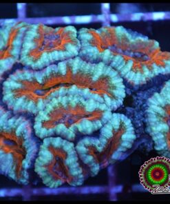 Acan
