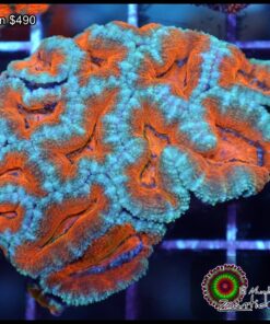 Acan