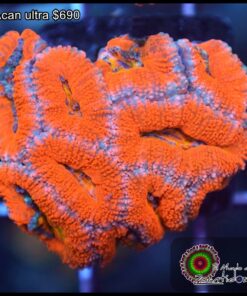 Acan ultra